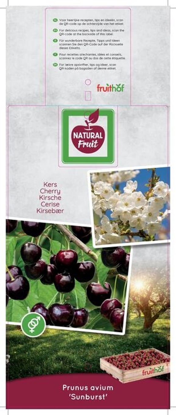 Prunus a. 'Sunburst' - C12 250-275 CM Hoogstam